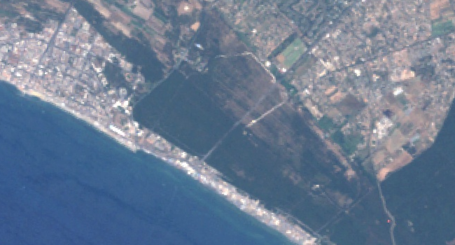 Landsat view showing vegetation recovery in Castel Fusano